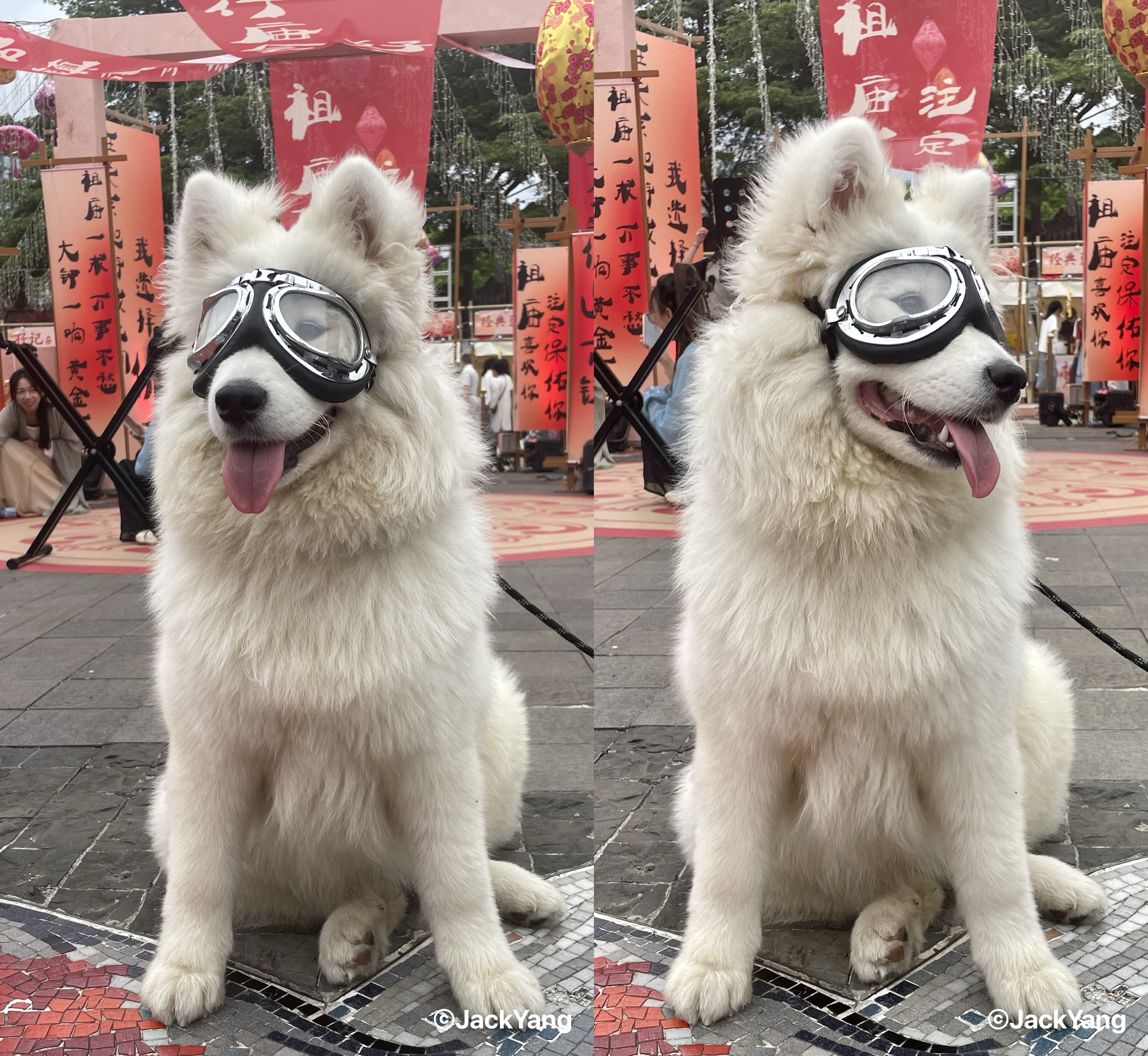 A smiling Samoyed photographed in Foshan, China